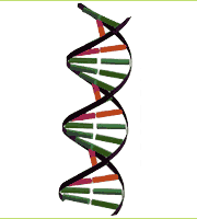 Ilustración: ADN