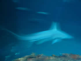 Nadar con tiburones, una crónica