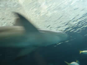 Nadar con tiburones, una crónica