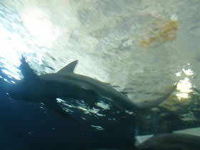 Nadar con tiburones, una crónica