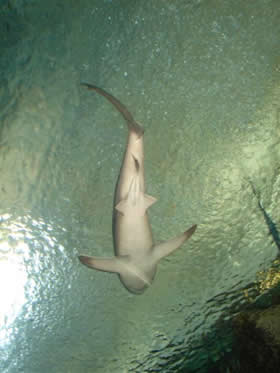 Nadar con tiburones, una crónica