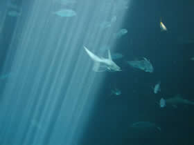 Nadar con tiburones, una crónica